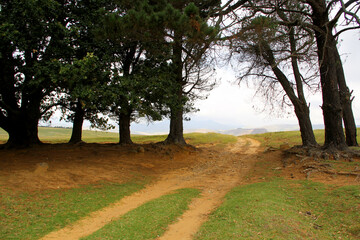 Landscape photo of a dirt road and trees on either side. Qwaqwa Situated near the Maluti Mountains, the park is in a region rich with natural beauty, cultural significance, and biodiversity.

