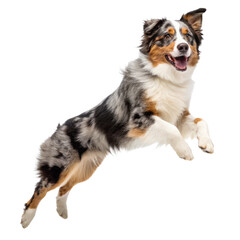 Fototapeta premium Jumping australian shepherd dog png australian shepherd png dog png jumping png pet png animal png transparent background