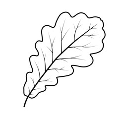 Oak leaf. Vector illustration. Isolated on white background.	