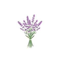 Fototapeta premium Beautiful vector illustration of a fresh lavender flower bouquet, showcasing vibrant purple blooms tied with string, perfect for natural aroma concepts and decorative designs