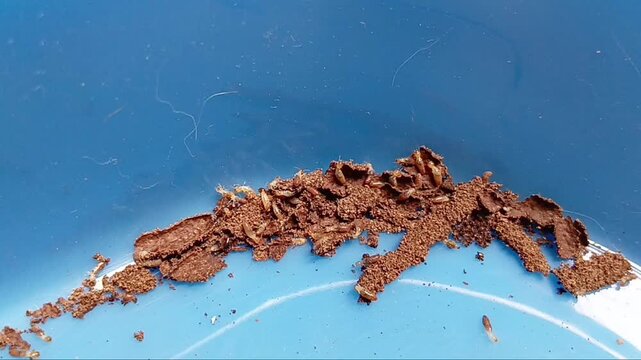 Termites are Terrible in House