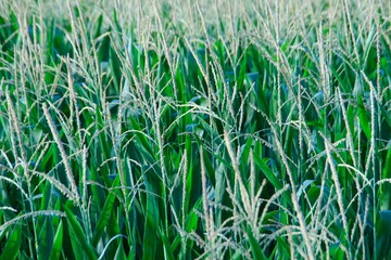 Corn Field, Art, Zen, Nature