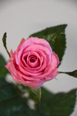 ピンクのばら
