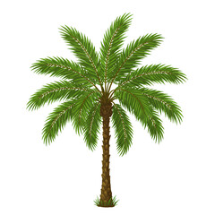Lush Green Palm Tree isolated on transparent background