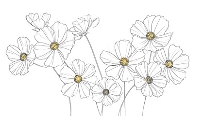 Delicate cosmos flower line art