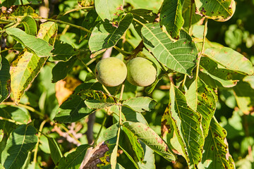 green nuts on tree branch