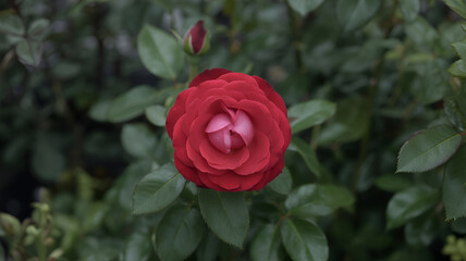 Vibrant Red Rose in Bloom with Bud