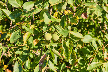 green nuts on tree branch