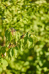Black medicinal berries on a green bush 