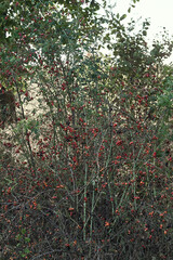 A rosehip bush with red berries in autumn