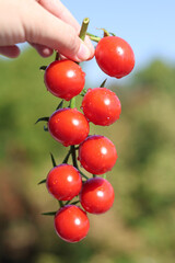 Young woman’s hands holding freshly harvested cherry tomatoes. Natural organic vegetables from sustainable agriculture, symbol of healthy eating and farm-to-table lifestyle