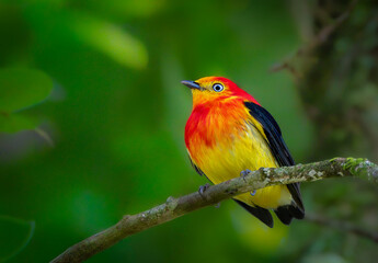 Bailarín naranja ave de selva Sudamérica.