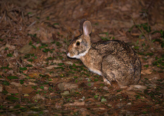 Tapetí, conejo silvestre mata atlántica sudamerica