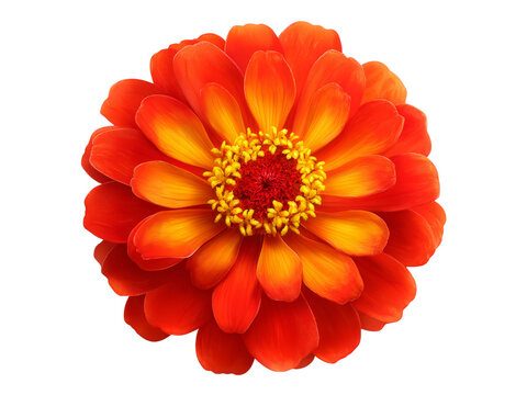 Vibrant orange zinnia flower isolated on black background, Isolated On White Background, Png Transparent