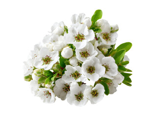 Delicate white flowers blooming bouquet isolated black background, Isolated On White Background, Png Transparent