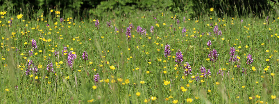 Pink wild orchids (Orchis militaris) and yellow buttercup (Ranunculus) in a wild flower meadow, header background (Kaiserstuhl, Germany)