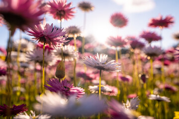 Fototapety na wymiar - Fototapeta24.pl