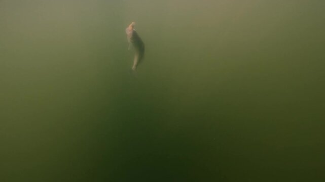 Walleye, also called zander or pike perch &ndash; Sander lucioperca &ndash; hooked on soft shad lure. Fish struggles near surface, fighting angler. Sport fishing action scene. Check my portfolio for more walleye 