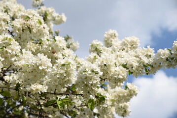 Prunus japonica alba au printemps