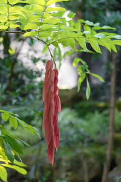 Brownea grandiceps Jacq (Fabaceae) red  flower in the forest
