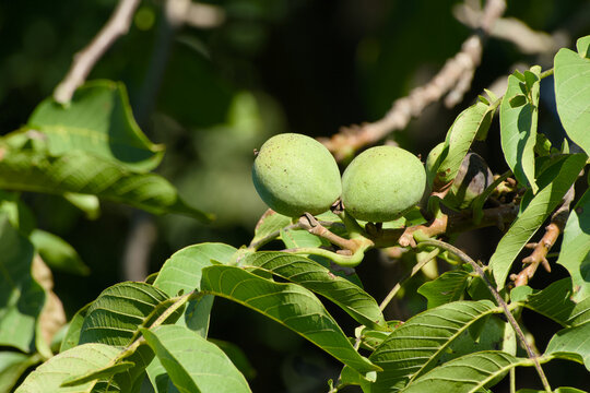 Close-up of unripe green walnuts growing on a walnut tree branch