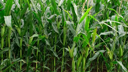 Obraz premium Farmland Corn Field before Harvest