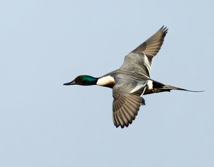 Obraz premium Duck in flight against pale sky