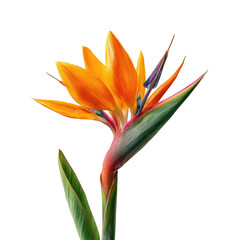 Obraz premium Vibrant orange-yellow bird of paradise flower, detailed close-up