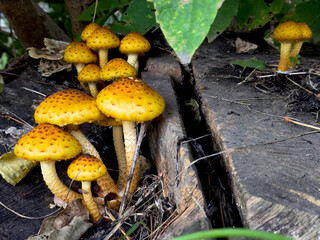Yellow mushrooms growing on an old tree stump