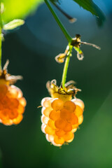 Yellow golden raspberry against the background of greenery in the rays of the sun. Malia harvest, gardening, agriculture, healthy and tasty berries, food