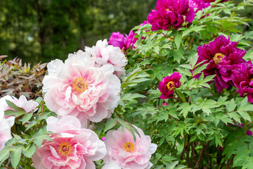 春の庭園に咲く淡いピンクと濃紅色の牡丹の花
