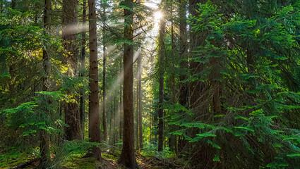 Obraz premium Sunlight Filtering Through a Dense Evergreen Forest Creating a Serene and Magical Atmosphere