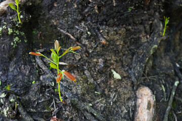 Green seedlings growing on trees