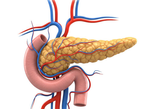 Human Pancreas Anatomy 3D Medical Illustration with Duodenum & Blood Vessels