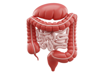 3D Human Intestines Anatomy: Detailed Digestive System with Colon and Small Intestine, Medical Education and Health Concept