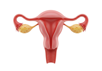 Detailed 3D Illustration of the Female Reproductive System: Uterus, Ovaries, and Fallopian Tubes. Human Anatomy for Health, Biology, and Education.