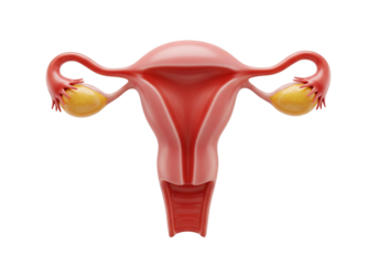 Female Reproductive System 3D Anatomy: Uterus, Ovaries & Fallopian Tubes. Gynecological Health, Fertility & Medical Education Concept.