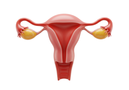 Female Reproductive System 3D Anatomy: Uterus, Ovaries & Fallopian Tubes. Gynecological Health, Fertility & Medical Education Concept.