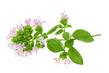 blooming oregano isolated on white background