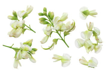 flowers of Sophora japonica or Styphnolobium japonicum isolated on white background