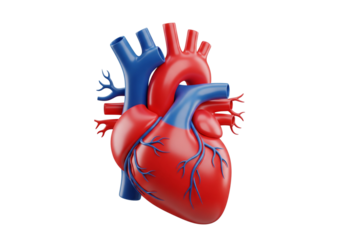 Detailed Human Heart Organ 3D Model - Medical Anatomy & Cardiology Concept Isolated on White