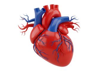 3D Human Heart Anatomy Model. Detailed Cardiovascular System Illustration on White