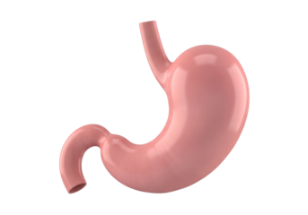 Human Stomach Anatomy 3D Render. Detailed illustration of the digestive system organ, isolated on white background. Medical, Health & Education Concept.
