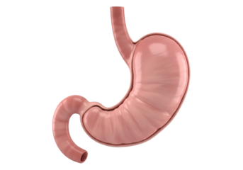 Human Stomach Anatomy 3D Render Isolated on White Background - Detailed Digestive Organ Model