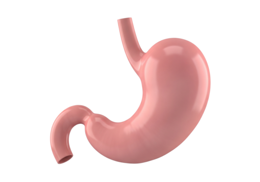 Human Stomach Anatomy 3D Render. Detailed illustration of the digestive system organ, isolated on white background. Medical, Health & Education Concept.