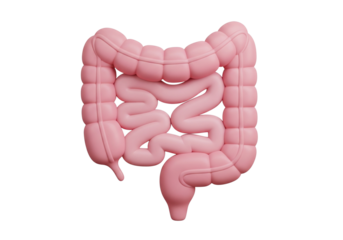 Human Intestines Anatomy: 3D Render of Digestive System on White Background. Gut Health, Medical Education & Biology Concept