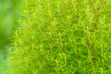 夏の光に映えるホウキグサの鮮やかな緑