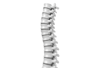 Human Spinal Column 3D Rendering Isolated on White - Anatomy and Health Concept