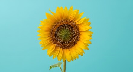 Obraz premium Vibrant yellow sunflower symbolizing summer happiness and optimism, isolated against a solid, clear sky blue background