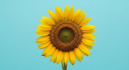 Obraz premium Close up of a single vibrant yellow sunflower in full bloom isolated on a bright blue studio background. Minimalist floral nature concept